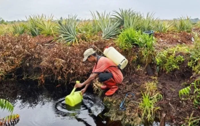 Riset Gambut Global: Ilmuwan Ungkap Tantangan Mendesak yang Terabaikan