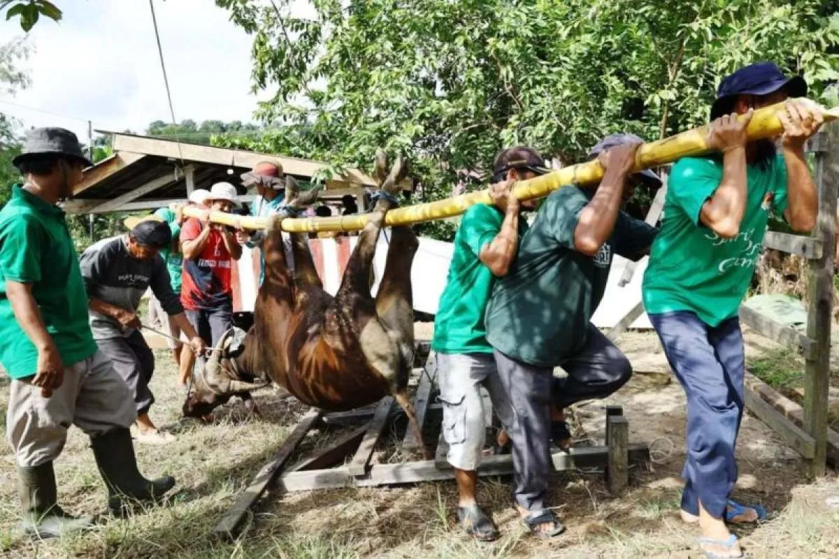 Kukar Latih 30 Juru Sembelih Halal Idul Adha 2026: Cukupkah?