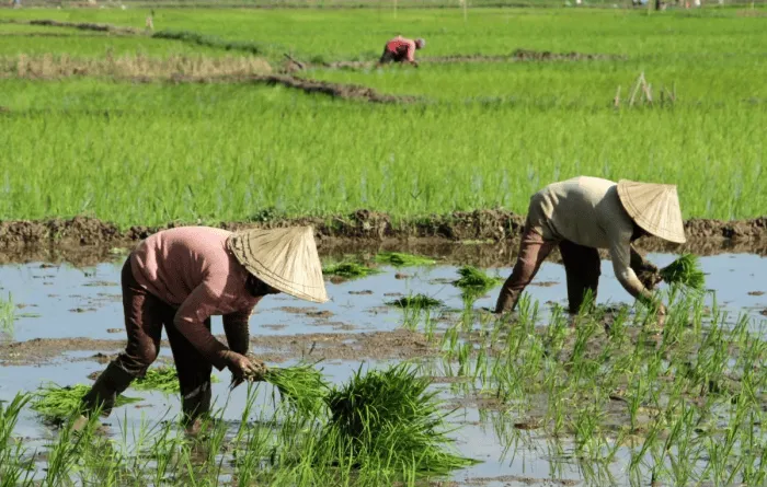 Kritik Bantuan BBM Petani Kaltim: Solusi Produktivitas atau Ketergantungan?