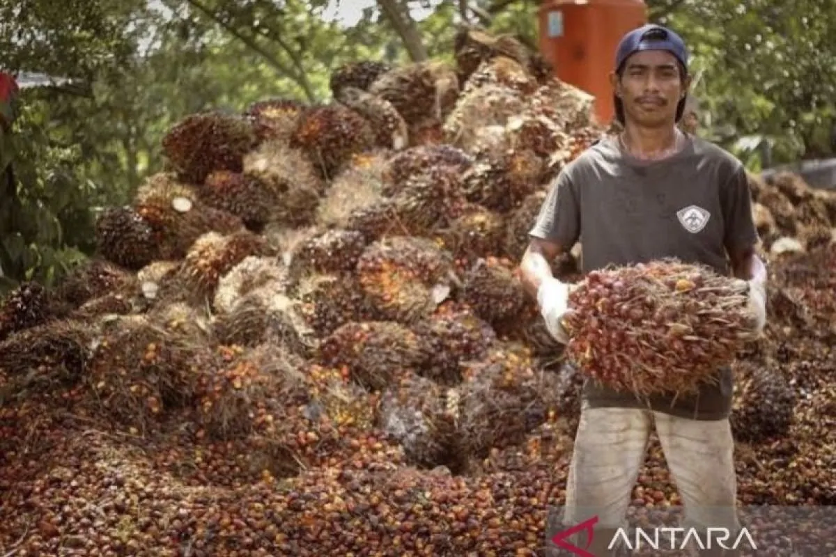 Harga TBS Sawit Kaltim Juli 2026 Naik Rp3.528, Kesejahteraan Petani Masih Jadi Sorotan